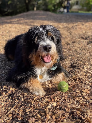Mountain Lake Park Dog Play Area photo 1